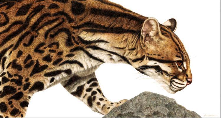 грация хищника - гепард, хищник - оригинал