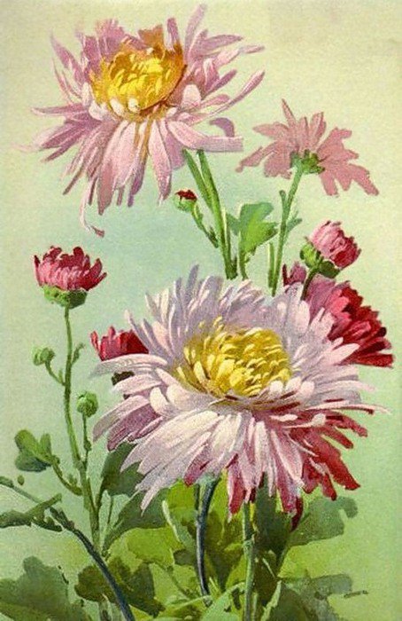 Астры - букет, цветы, астры - оригинал