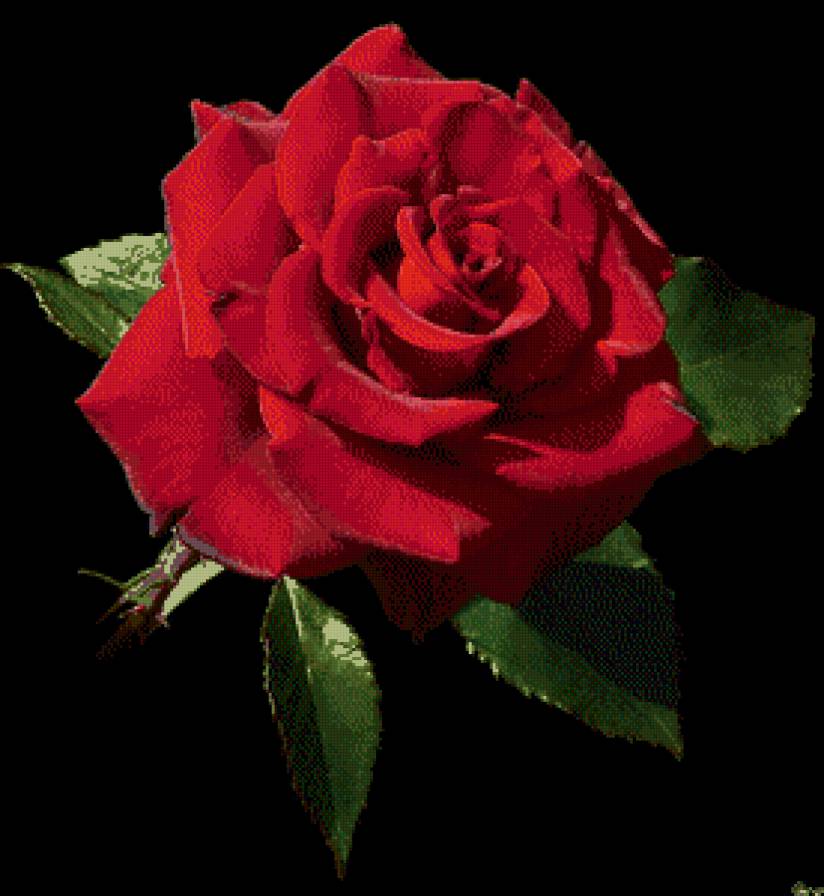 роза на черном фоне - черный фон, красная роза - предпросмотр