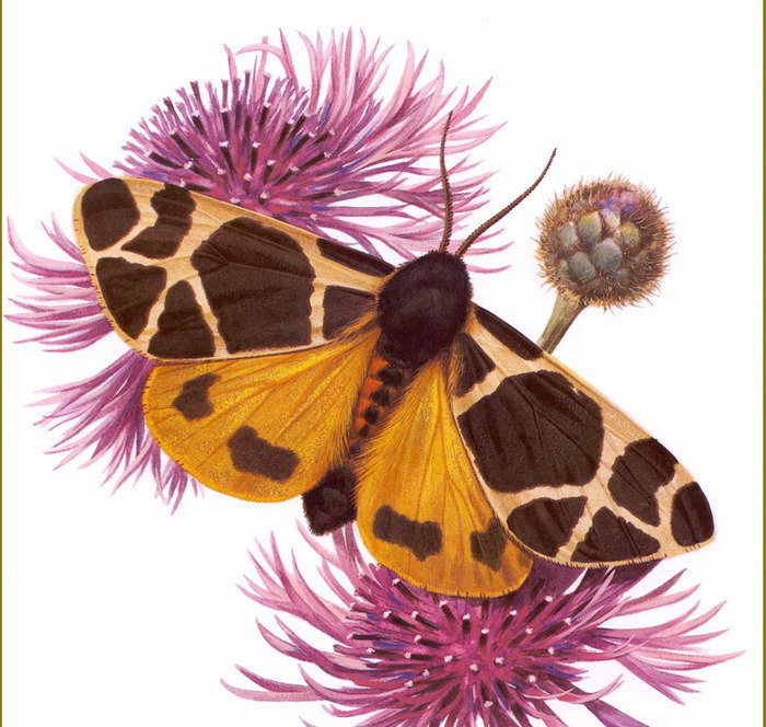 бабочка - бабочка, цветы - оригинал