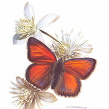 Оригинал схемы вышивки «бабочка» (№978677)