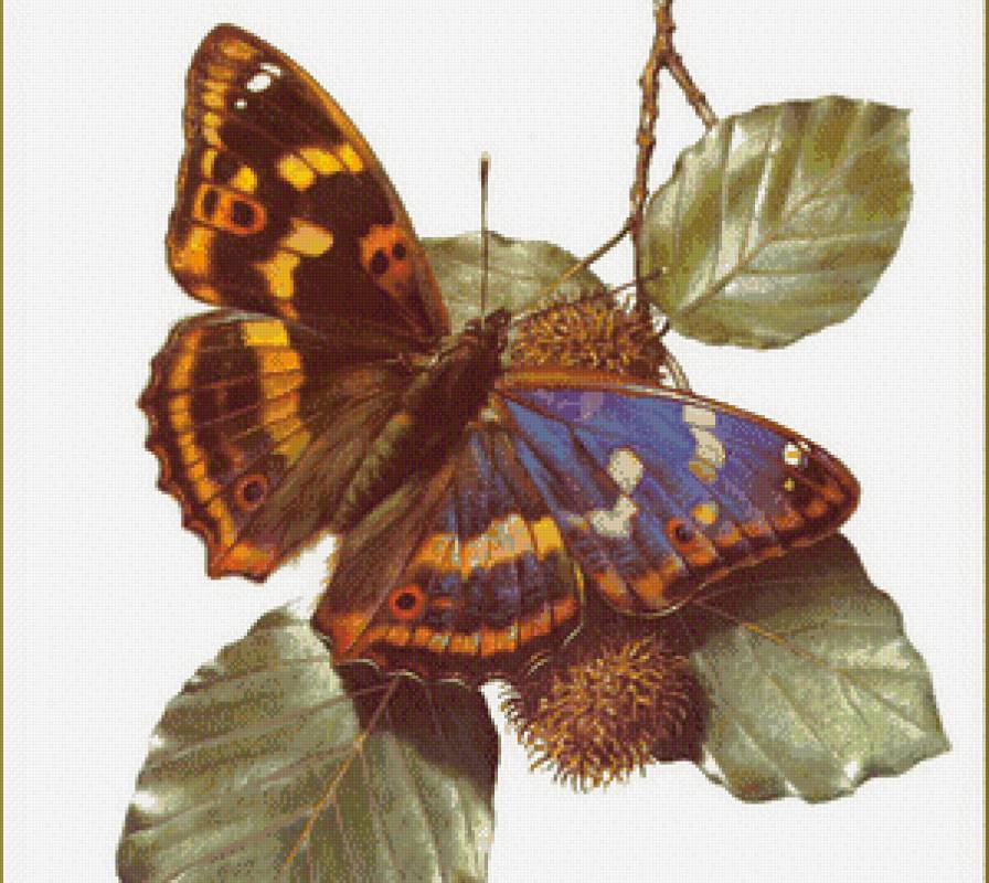 бабочка - бабочка, цветы - предпросмотр