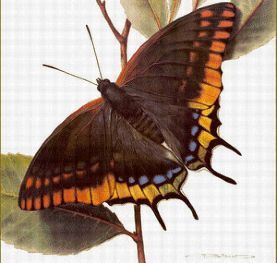 бабочка - бабочка, цветы - предпросмотр