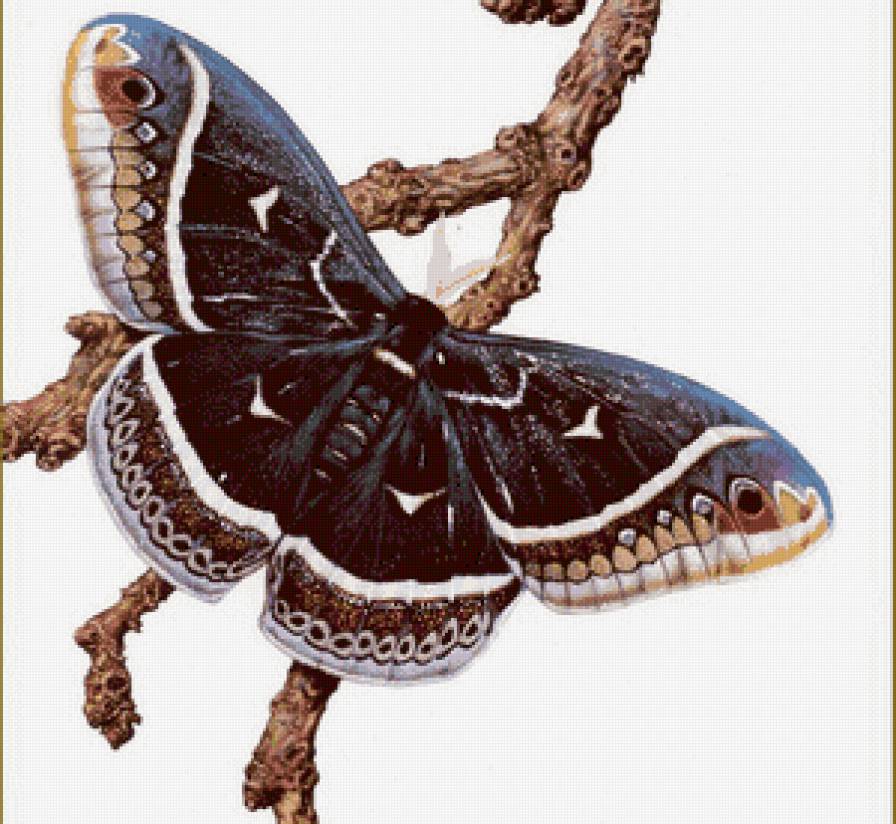 бабочка - бабочка - предпросмотр