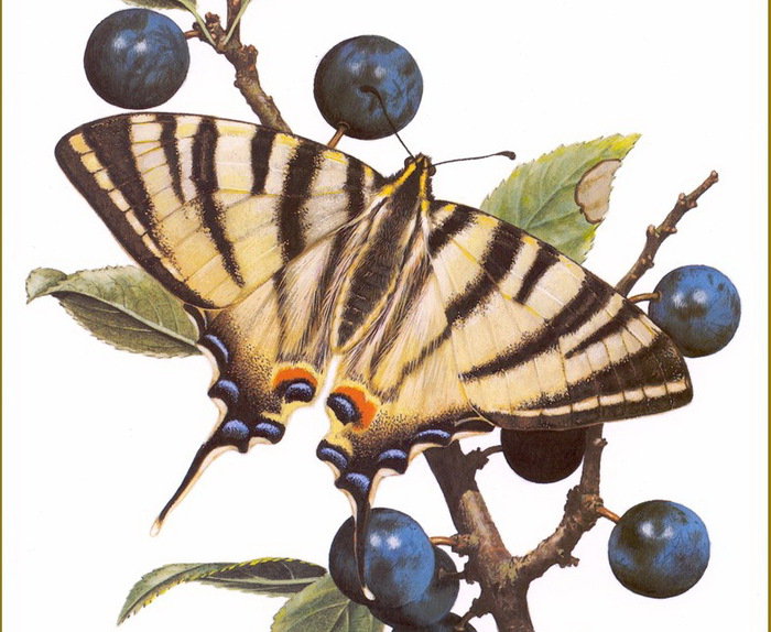 бабочка - ягоды, бабочка - оригинал