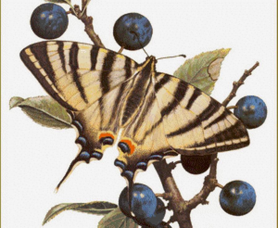 бабочка - ягоды, бабочка - предпросмотр