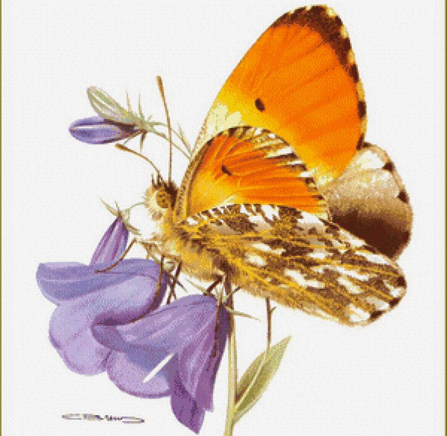 бабочка - бабочка, цветы - предпросмотр