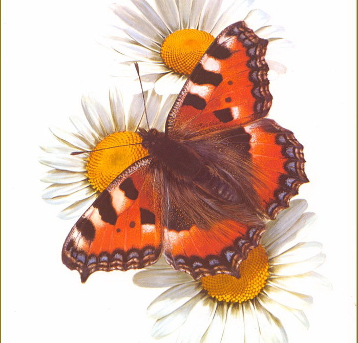 бабочка - бабочка, цветы - оригинал