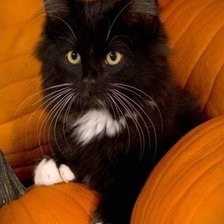 Схема вышивки «127»