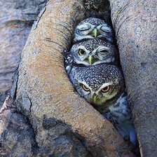 Схема вышивки «Совята»