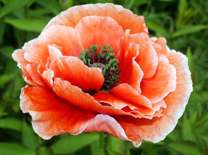 Мак - оригинал