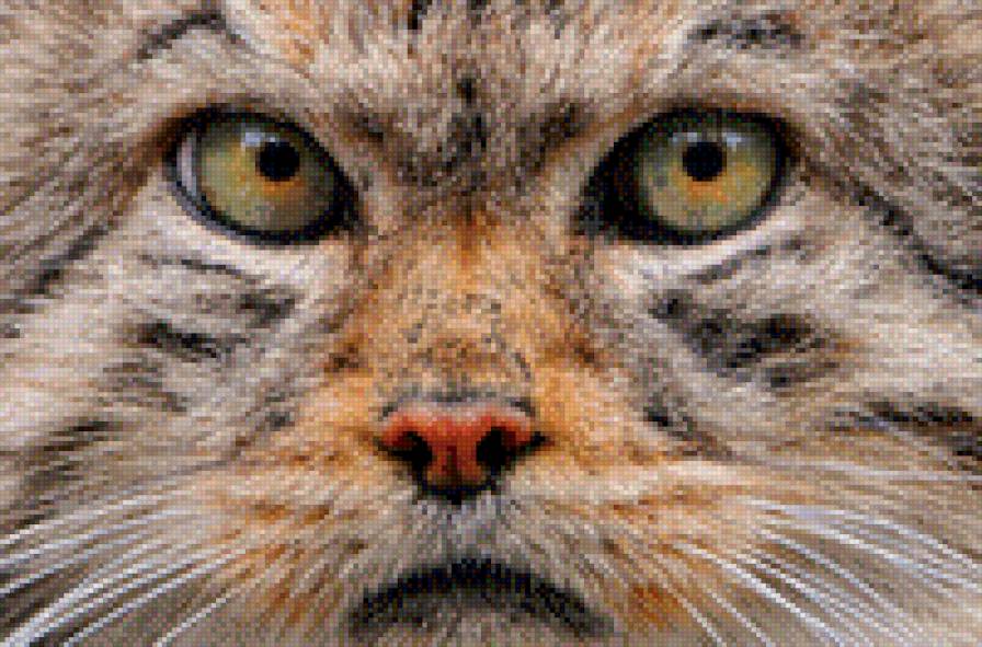 Манул - кот, манул, дикая кошка - предпросмотр