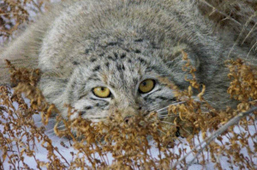 Манул - манул, дикая кошка, кот - предпросмотр