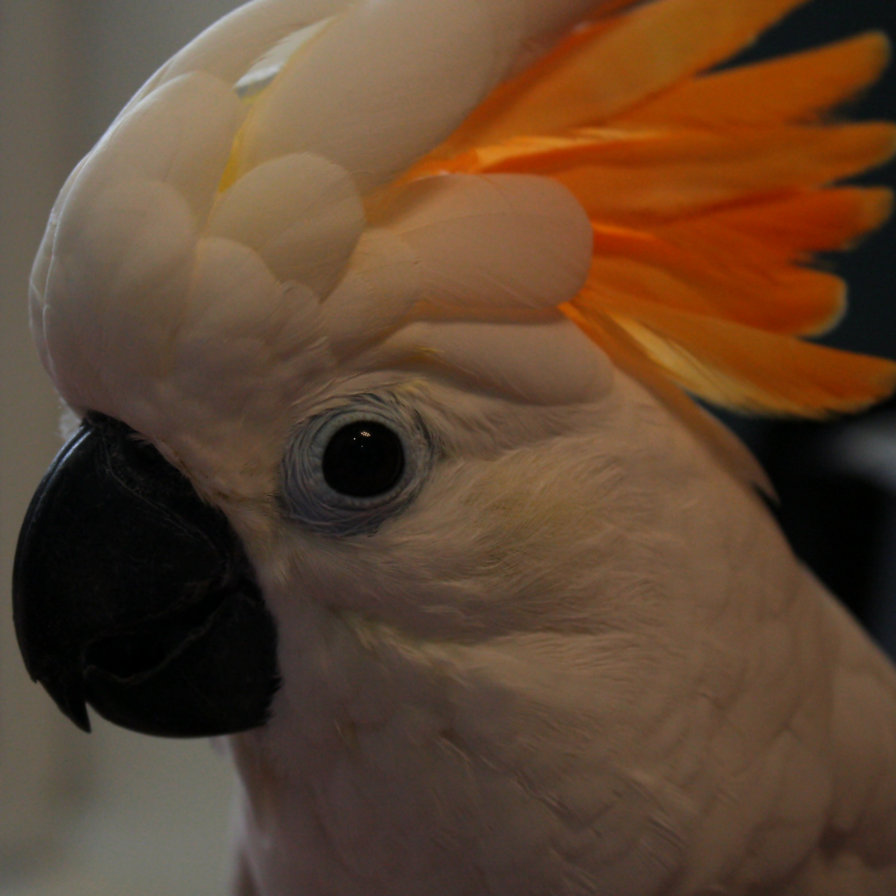 какаду - какаду, птица, попугай - оригинал