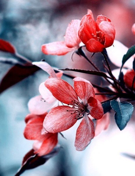 Цветы - оригинал