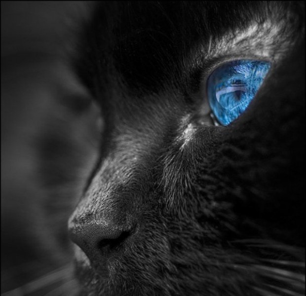 чёрный кот - кошки, кот - оригинал