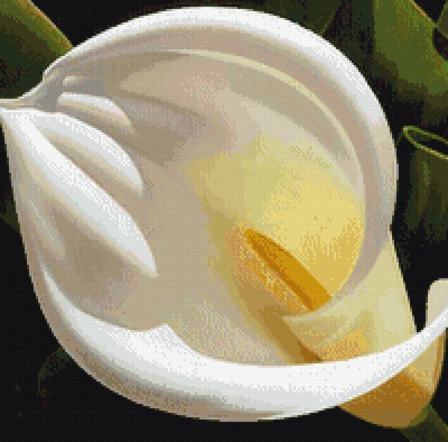 Калы - цветы, природа, калы - предпросмотр