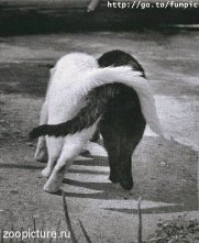 котики - любовь, кот, черно-белый - оригинал
