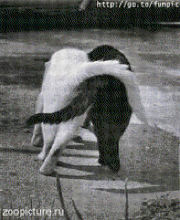 котики - черно-белый, кот, любовь - предпросмотр