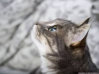 133 - оригинал