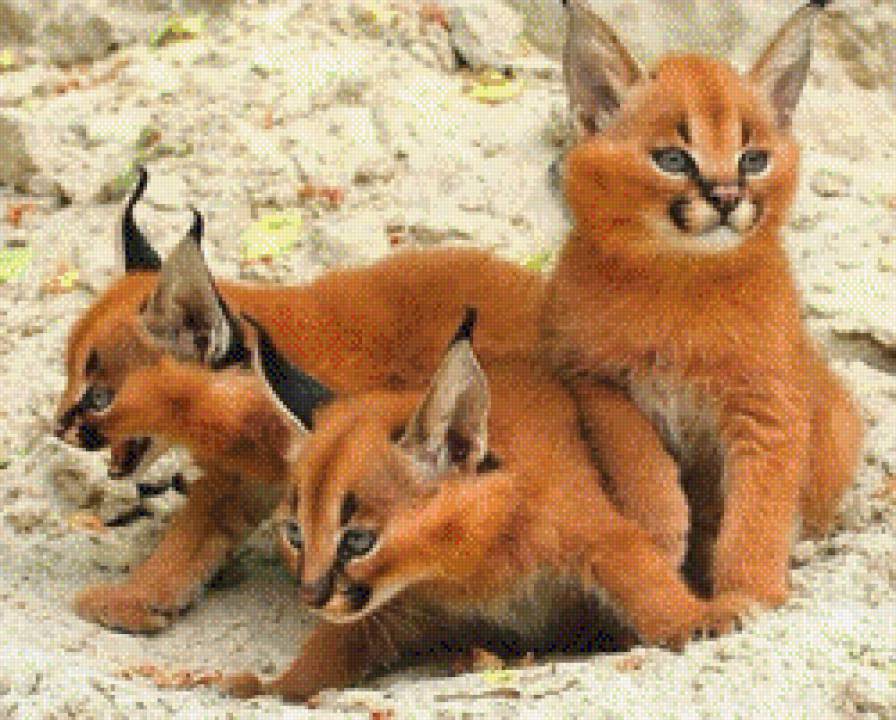 Детеныши каракала - кошачие, животные, природа - предпросмотр