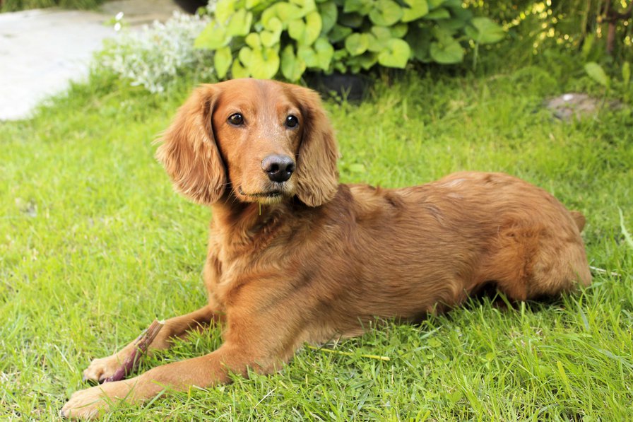 Кокер на природе - собака, природа - оригинал