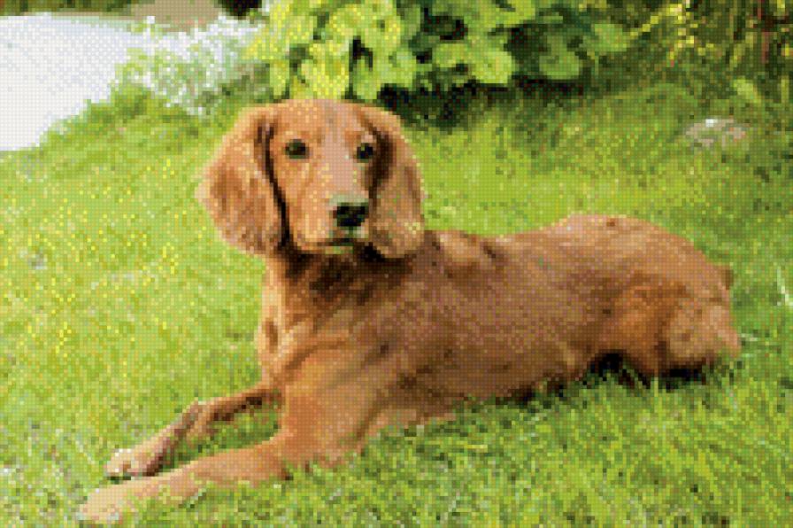 Кокер на природе - природа, собака - предпросмотр