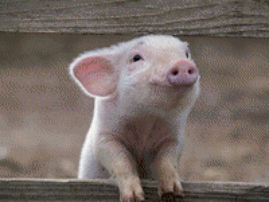 Поросёнок - хрюшка, поросенок, животные - предпросмотр