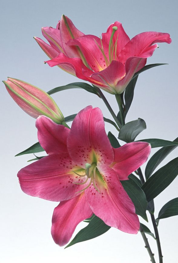 Лилии - оригинал