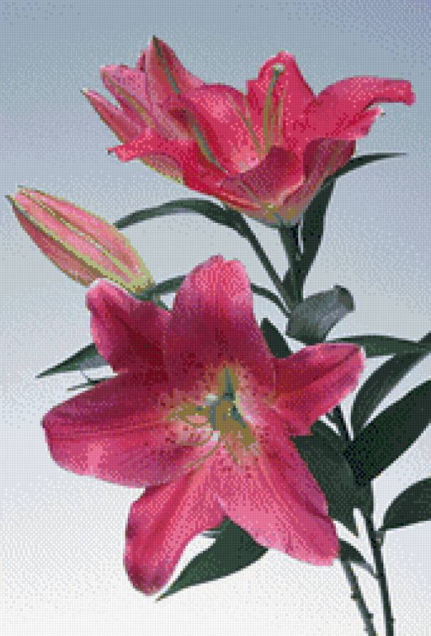 Лилии - предпросмотр