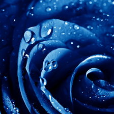Оригинал схемы вышивки «синяя роза» (№981015)