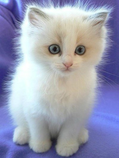 №981080 - животные, котенок, звери, кошки - оригинал