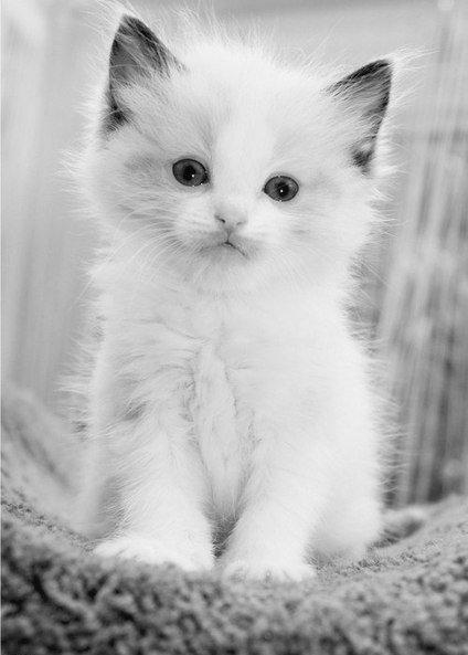 №981086 - животные, котенок, кошки, звери - оригинал