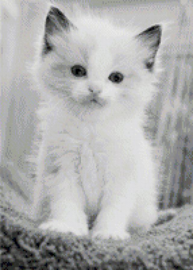 №981086 - кошки, звери, животные, котенок - предпросмотр