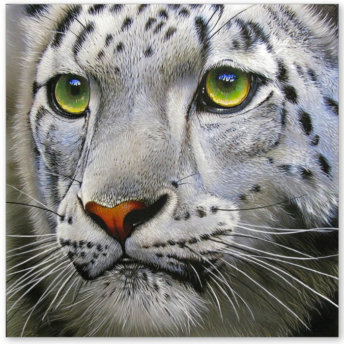 белый барс - хищник, барс - оригинал