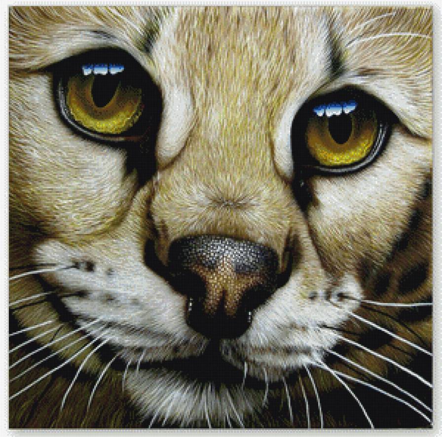 милая мордашка - хищник - предпросмотр