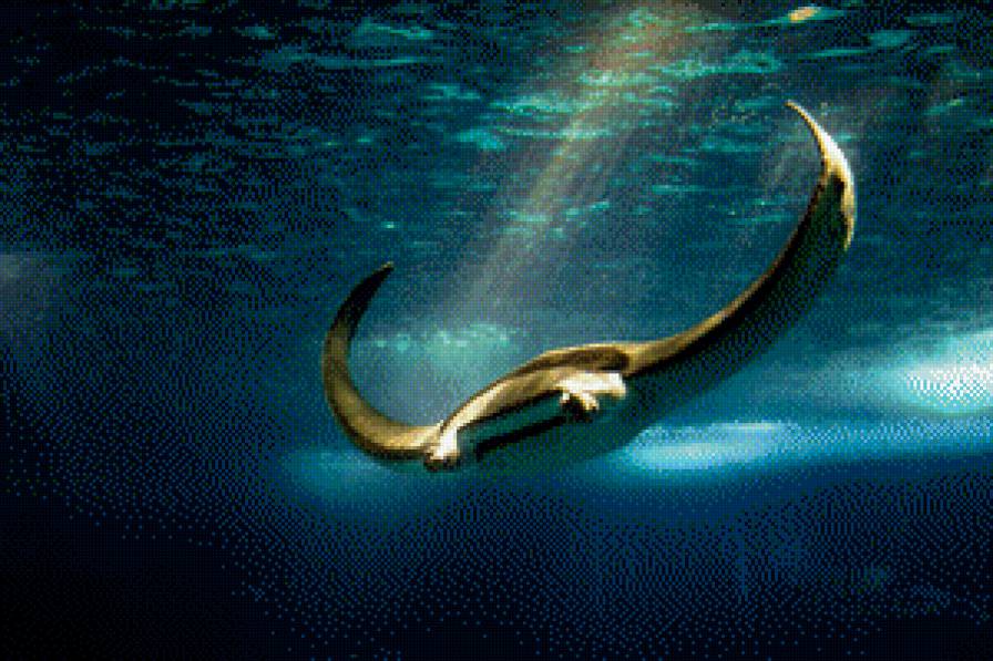 скат - скат - предпросмотр