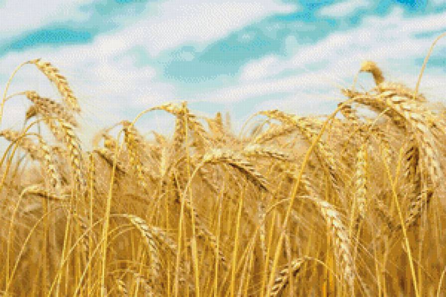 колосья - пшеница колосья небо - предпросмотр