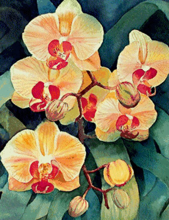 Орхидея - цветы - предпросмотр