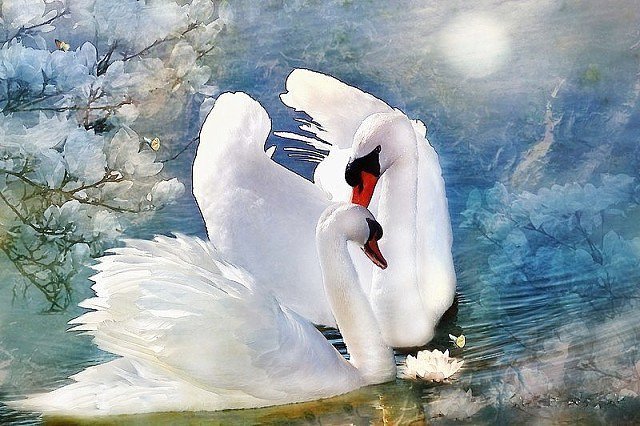 Лебеди - животные - оригинал