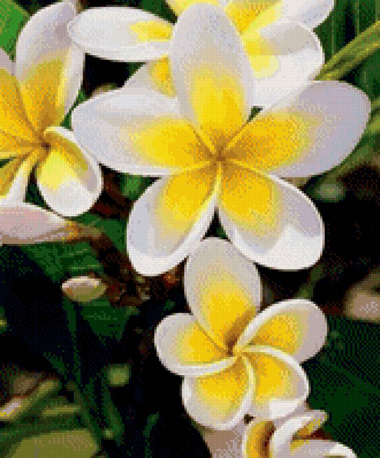 №981485 - цветы - предпросмотр