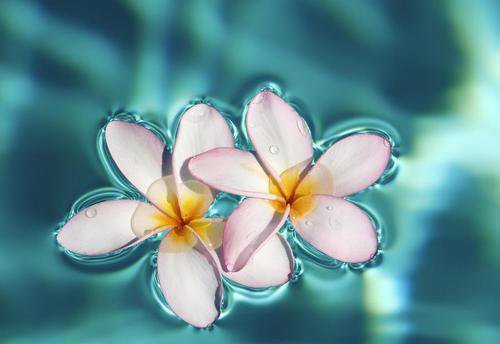 №981492 - цветы - оригинал