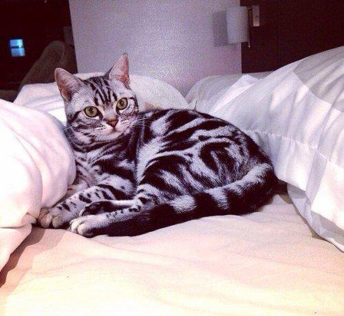 №981496 - животные, котенок, кошки, звери - оригинал