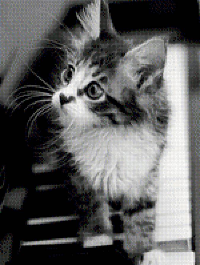 №981509 - звери, котенок, кошки, животные - предпросмотр