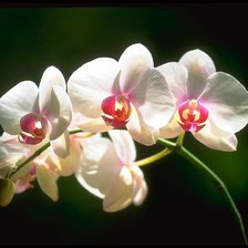 Схема вышивки «Орхидея»