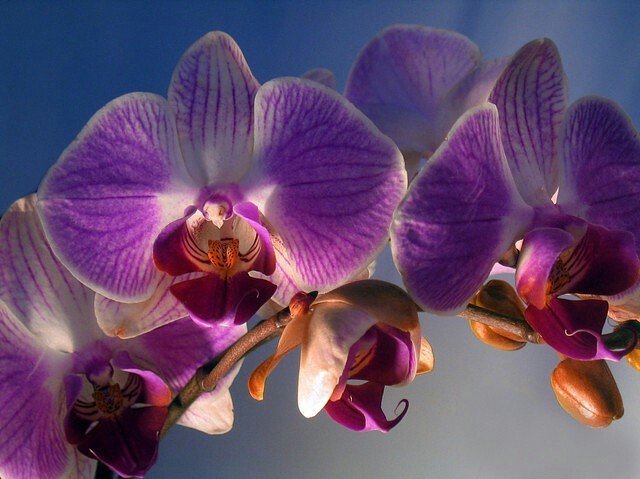 Орхидея м. Орхидея PNG.