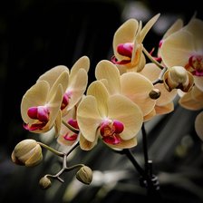 Схема вышивки «Кремовая орхидея»