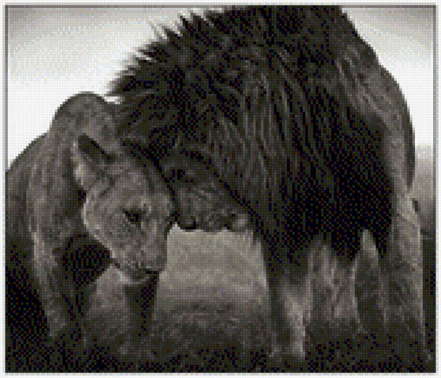 Вместе навсегда - львы, любовь - предпросмотр