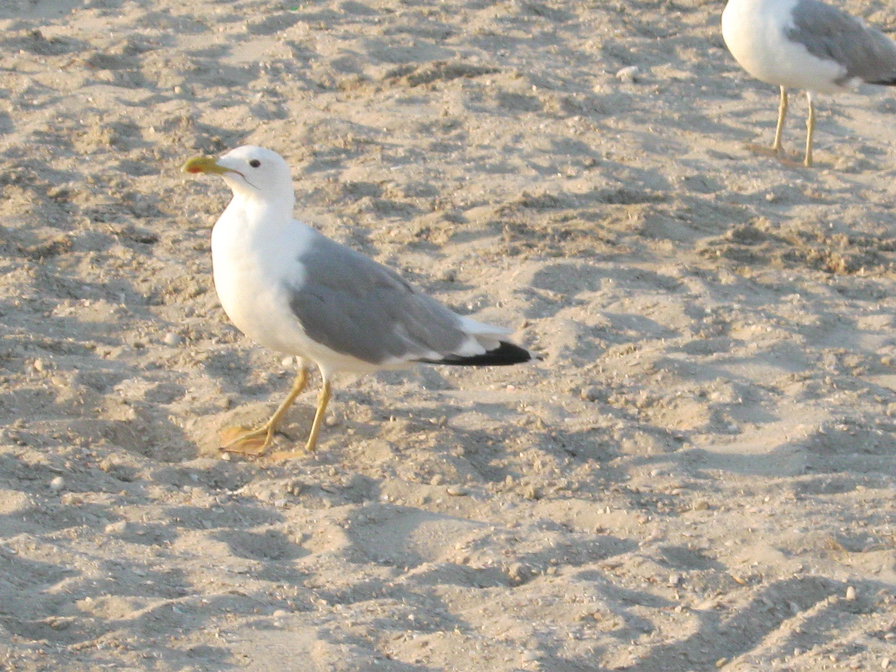 чайка - оригинал