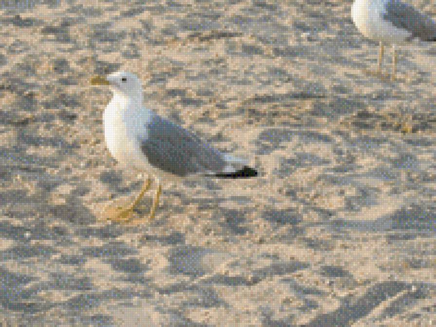 чайка - предпросмотр